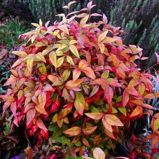 Nandina - Perennial / Partial to Full Sun/ 2-3 feet tall Provides bright colors in the fall and winter.