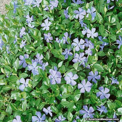 Perry Winkle Perennial / Partial to Full Shade / 4-6 inches Good ground cover.