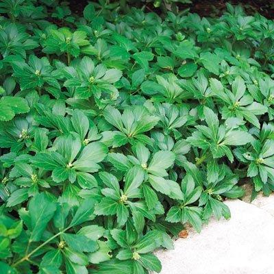 Pachysandra Perennial / 6-7 inches / Shade to Deep Shade Ideal ground cover in deep shade where grass will