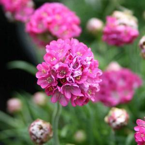 Armeria / Sea Thrift Perennial / 6 8 inches / Full Sun to Light Shade Comes in various shades of pink.