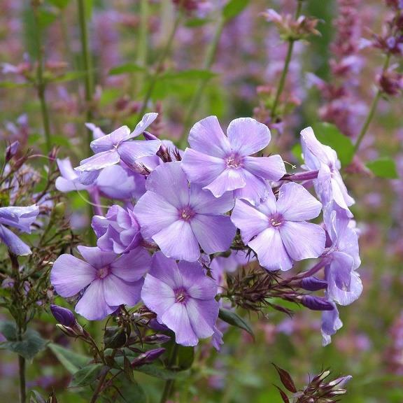 Prefers full sun and moist to average, well-drained soil, particularly in winter. Drought tolerant. Attracts butterflies.