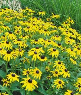 Rudbeckia Perennial / up to 24 inches tall / Full Sun Many different varieties. Blooms in late summer to mid-fall.