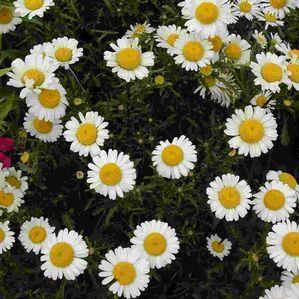 Shasta Daisy Perennial / Full Sun / 24-36 inches Average to moist well drained soil. Deer and rabbit resistant. Attracts butterflies. Blooms in July and August. Deadhead to prolong season.