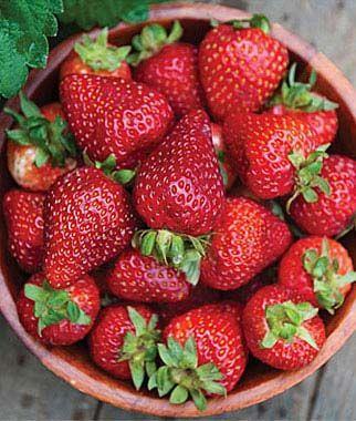 Strawberry Plants Perennial / Full Sun / 12 inches - To grow in rows, space strawberry plants 18-24 inches apart in rows 3-5 feet apart. Runners will form new plants and eventually form a solid bed.