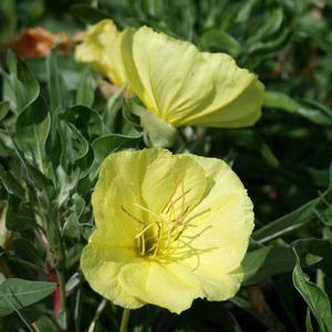 Sundrops Perennial / Full Sun / 6-12 inches Needs well-drained soil. Deer resistant. Blooms at night from May to August. Makes a good ground cover.