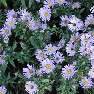 Asters - Perennial / 6-7 feet / Full Sun Native to our area. Comes in many different colors. Blooms in mid to late Autumn. Attractive to butterflies.