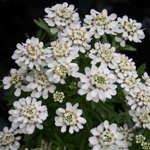 Rhizomes can be divided every few years. Plant 4-5 inches deep. Deadhead individual flowers for appearance. Candytuft Perennial / 8-10 inches / Full sun to light shade Avoid wet feet.