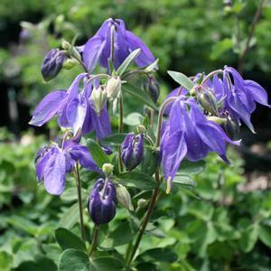 Columbine Perennial /12 18 inches / Full Sun to Part Shade Multiple colors available. Moist well drained soil. Blooms April May. Evergreen. Good for cut flowers.