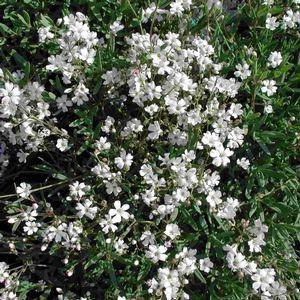 Creeping Baby s Breath Perennial / Sun to Light Shade / 4-8 inches Moist well-drained soil. Drought tolerant after established.