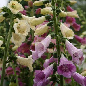 Digitalis Foxy Perennial / 24 36 / Full Sun to Light Shade Mixed colors. Well drained soil. Tolerates clay soil. Blooms May to July. Cut back to encourage rebloom.