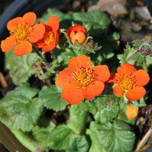 Geum Koi Perennial / full sun to light shade / 6 9 inches Prefers fertile, well-drained, evenly moist soil. Once established it is drought tolerant.