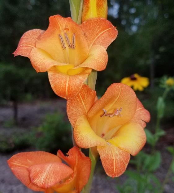 Gladiolus Perennial / Full Sun / 36-48 inches Come in many different colors. Needs well-drained soil. Bloom in July and August.
