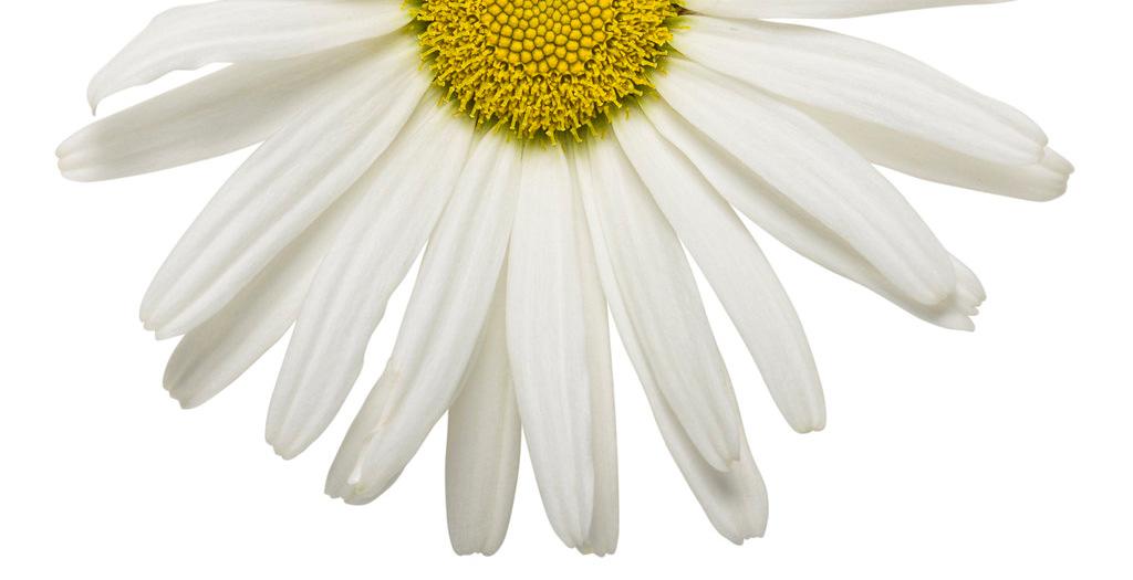 Because of their pure white color, they are a symbol of innocence and are considered the flower of children. Daisies are edible and can be used in sandwiches, soups, and salads.