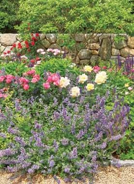 rich, dark-green color. RIGHT: Freestanding fieldstone walls were built as a backdrop for the perennial gardens and as a buffer from the road. Jim Douthit tells a great story.