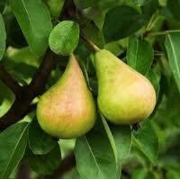 Pears and