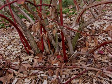 Understanding the Blueberry Plant Cane growth New canes