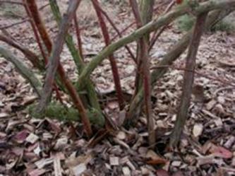 Pruning Mature Blueberry Plant Remove