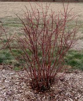 Pruning Mature Blueberry Plant Consider growth habit Upright growth