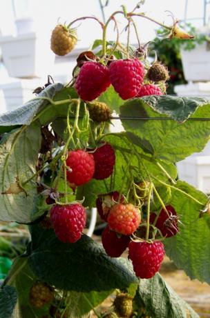 Pruning and Training Brambles Summer-bearing Raspberries