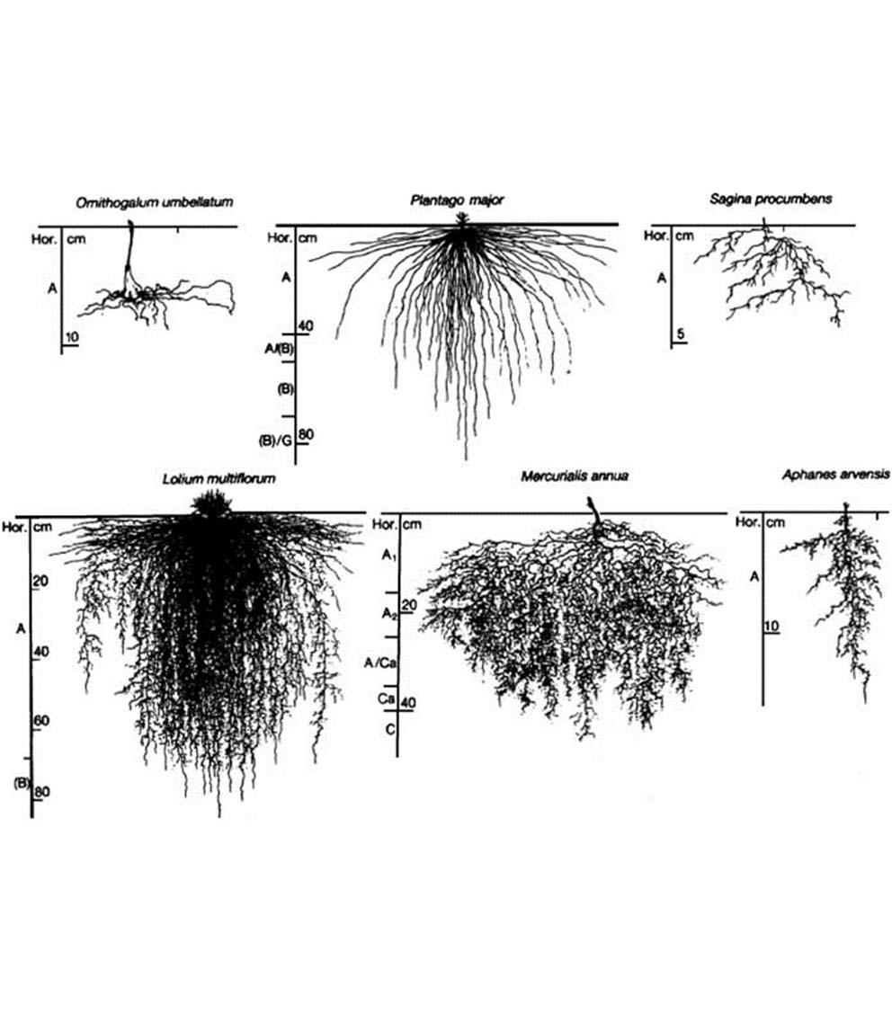 Root System Architecture (RSA) Phenotyping the Hidden Half of Plants Why?