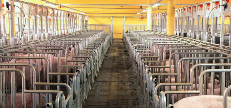 DR 850 and DR 1500 efficient chain disk conveying systems for dry feed allowing versatile use for feeding of sows and weaned and finishing pigs Wherever dry feed in form of meal, crumbs or pellets