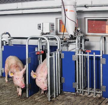 Versatile possibilities of DryRapid For sow production: Individual sow feeding with volume dispensers Supplies the ESF system CallMatic 2 for pregnant sows in group management For nursery pigs: