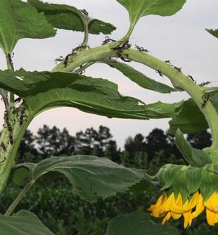 Trap crops (sunflowers for stink bugs, collards for diamondback moth) This plant attracted leaffooted bugs