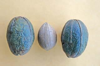 Length of Growing Season Some fruit crops may not ripen if growing season is too short Some grapes (especially red varieties) need longer season to fully ripen Some pecan