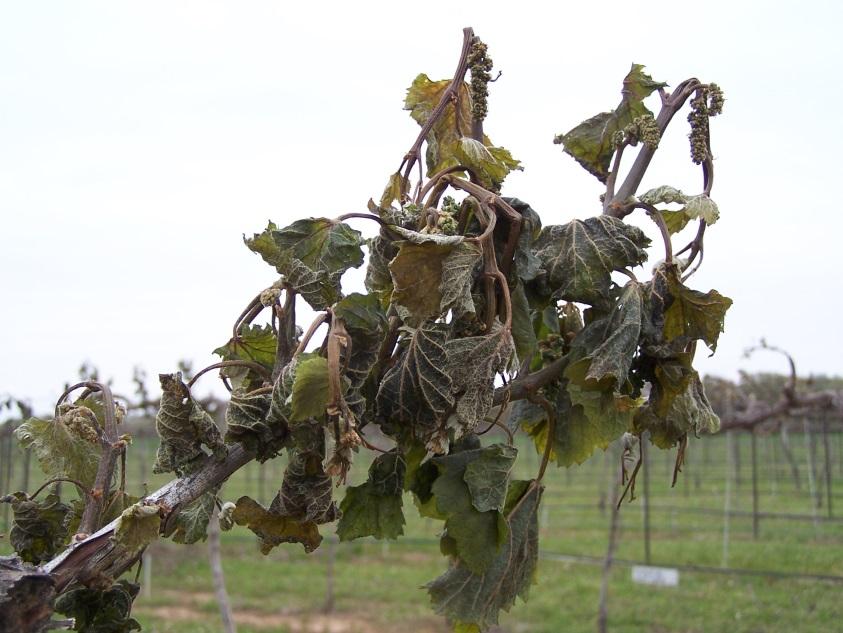 Frost Can be damaging early in the growing season (bloom) and late in the season (pre-hardening