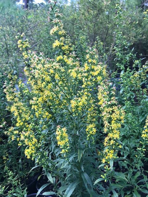 35 each Solidago eracta (Erect Goldenrod) is a great addition to a late