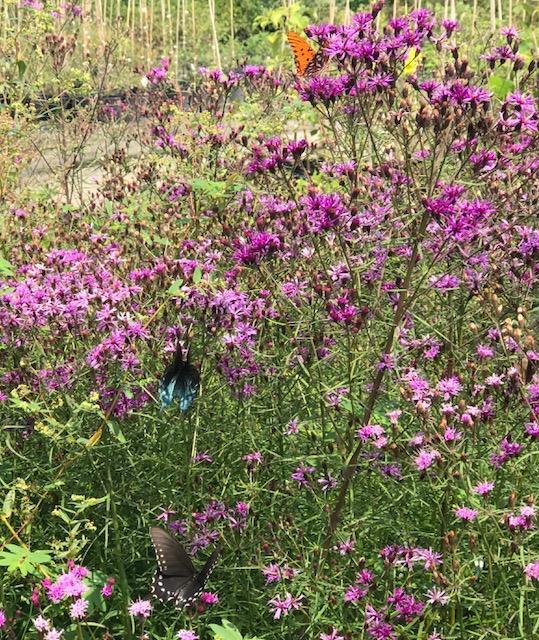 Can you spy all three types of butterflies enjoying our Vernonia angustifolia (Ironweed)?