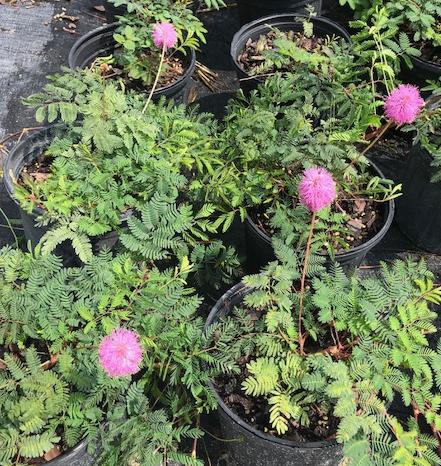 35 each When mentioning groundcovers you can t leave out Mimosa strigillosa (Sunshine mimosa).