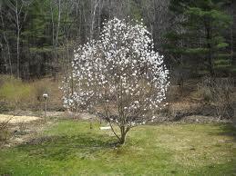 Loebner Magnolia (Magnolia loebneri Dr.