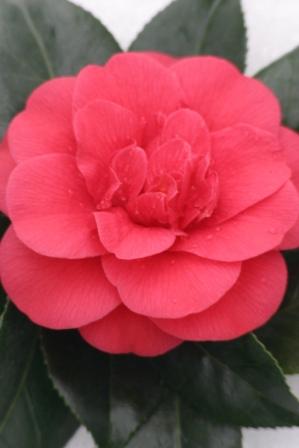 Camellia X 'Winter's Snowman' Camellia 'Rosehill Red' Very dark green, glossy foliage is the backdrop for lovely red semi double anemone form