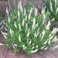 Upright, rounded shrub is effective in mass, mixed into perennial borders or along foundations.