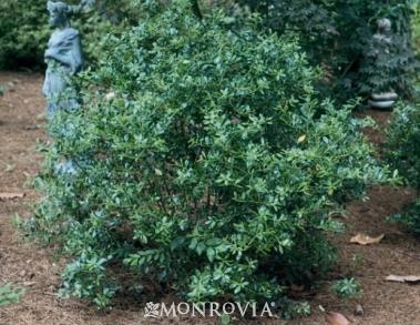 Needs no pruning, making this a true, low maintenance shrub. Showy black berries add interest in fall. Evergreen. Nellie R. Stevens Holly (ilex x 'Nellie R.