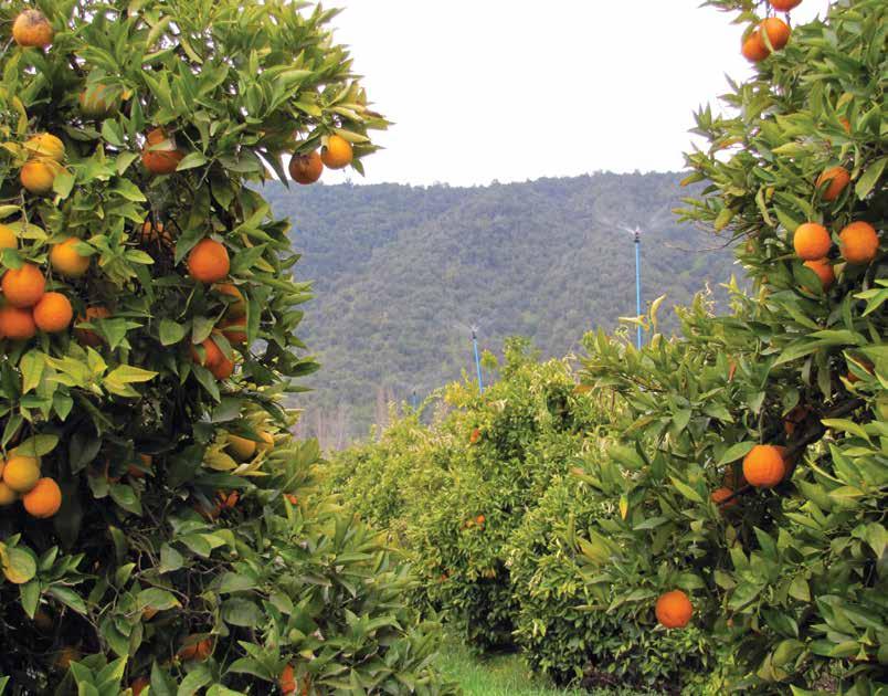 WOBBLER TECHNOLOGY Irrigating Orchards and Groves