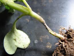 Damping Off O Fungal disease (Pythium) O Stems look pinched & fall over O Clean seeds O