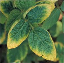 underside of leaves or veins (especially tomatoes) Nutrient Deficiencies Potassium: O Bronzing