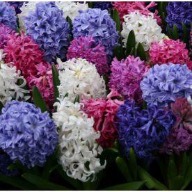 Fragrant Hyacinth Bulbs 60"x32"x47"