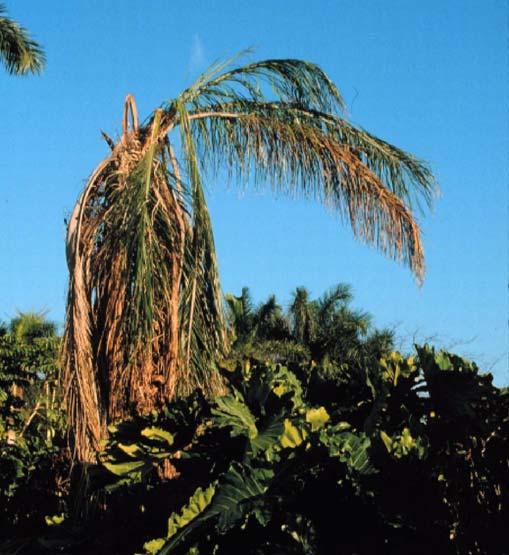 Ganoderma Butt Rot of Palms 3 Figure 4. Basidiocarp (conk) of Ganoderma zonatum. Note glazed reddish-brown top surface and white undersurface.