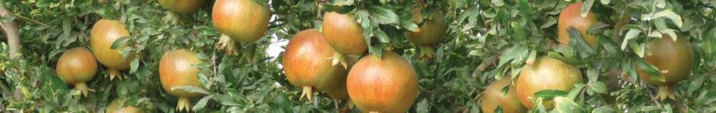 INTRODUCTION The Pomegranate (Punica granatum) is a fruit-bearing deciduous shrub or small tree that grows to a height of 5-8 m. The pomegranate is native to Iran and the Himalayas in northern India.