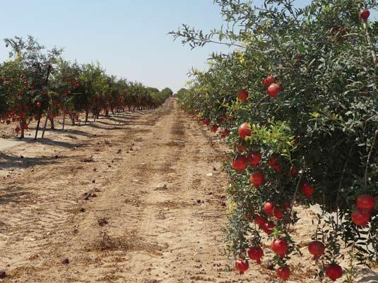 CLIMATE Pomegranates are drought tolerant and can be grown in dry areas with either a Mediterranean winter rainfall climate or in summer rainfall climates.