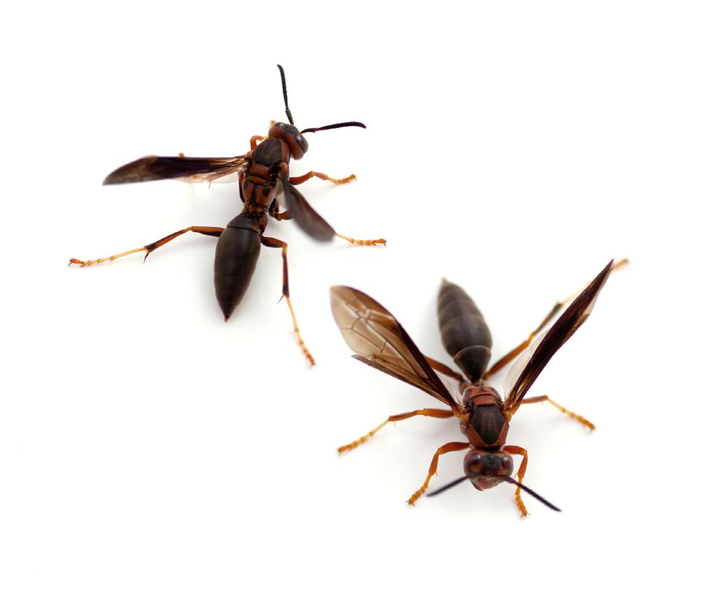 THE PROBLEM: INSECTS TERRORIZING YOUR HOME AND YARD Bees, wasps, and other stinging insects can be a huge problem in your home and yard. Their stinging and swarming can be painful and even dangerous.