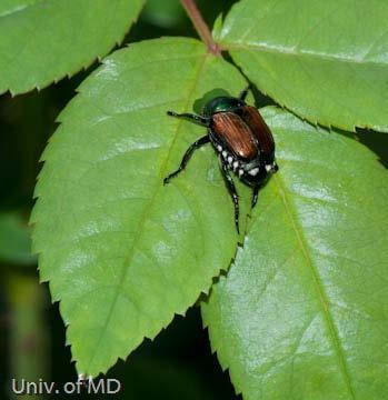Oriental beetle adult Photo: Kerry Wixted, DNR Japanese Beetles Japanese beetle is another scarab beetle that is starting to become active this week which is earlier than usual.