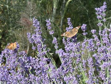 org Plant of the Week, Ginny Rosenkranz Lavender angustifolia, English lavender, can be used in landscape settings as an addition to a perennial border, in a foundation planting, as a formal or