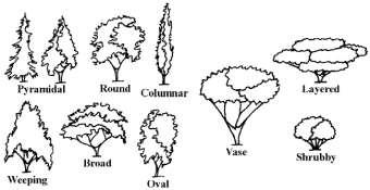 Slide 12 Reasons for Pruning? 12 All trees and shrubs have natural shape.