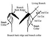 Slide 21 Basic Concepts: Protect Collar Make cut close to, but not invading the ridge of tissue called the collar Where branch comes from trunk is area