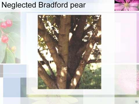 Here is a Bradford Pear that
