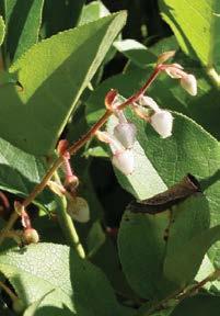 Evergreen huckleberry Vaccinium ovatum partial shade - shade dry - moist 2 Medium Indian plum Oemlaria cerasiformis partial